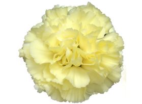Creamy Yellow Carnations – Soft Creamy Yellow Wholesale Carnations in Bulk for Events & Bouquets