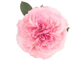 Garden Rose Mayra Pink