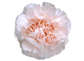 Zulu Carnations – Exotic Wholesale Carnations for Weddings & Florists