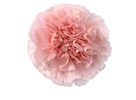 Carnation light pink