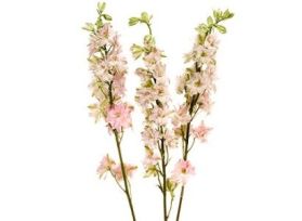 Larkspur — pink