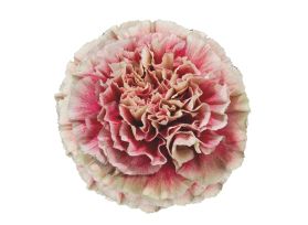 Carnation Merleto Crimson