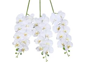 Phalenopsis 9 Blooms +