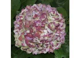 Hydrangea Red Antique