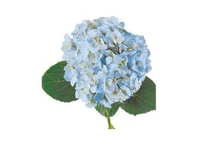 Hydrangeas Blue Select
