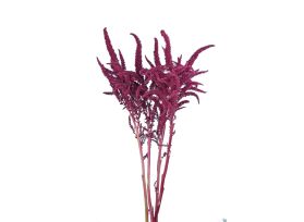 Amaranthus Up Right Red