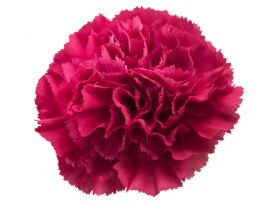 Carnation hot pink
