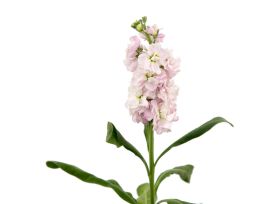 Stock Double Pink