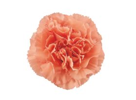Carnation Coral