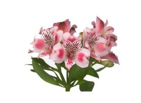 Alstroemeria Pink