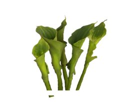Calla lily green