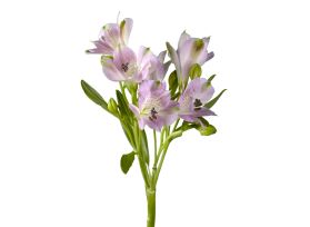 Alstroemeria  Lavender
