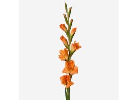 Gladioulus — peach