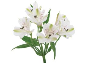 Alstroemeria  White