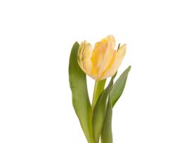 Parrot Tulips Yellow