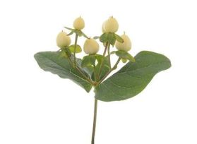 Hypericum —  Creamy white