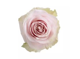 Pink Rose Pink Mondial