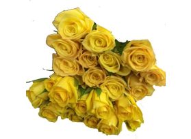Yellow  Roses - 40 / 50 cm  Pack 100