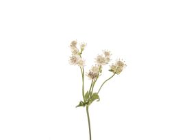 Astrantia white