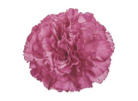 Carnation Aminco Lavender