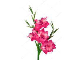 Gladioulus — hot pink