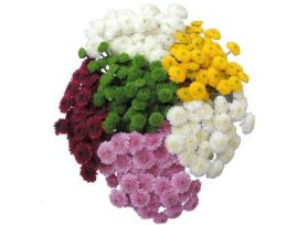 button poms — assorted