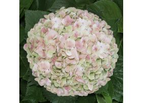 Hydrangeas Green Antique