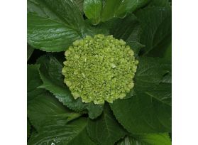 Hydrangeas Mini Green - Dark