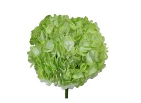Hydrangea Tinted Green