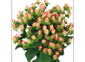 Hypericum — peach