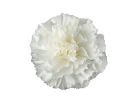 Cantaion white