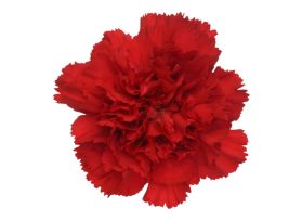 Red Carnations – Deep Red Wholesale Carnations in Bulk for Events & Bouquets