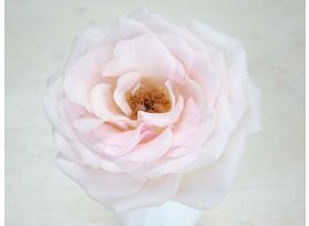 Garden Rose Prince Jardiniere