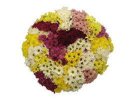 Daisy poms — assorted