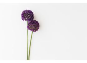 Allium  Ø 3 cm