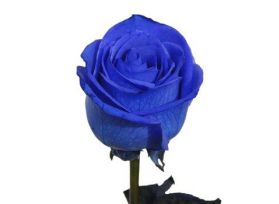 Blue Tinted Roses