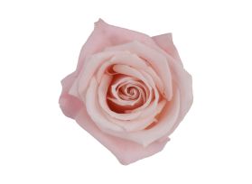 Blush pink rose Sweet Escimo
