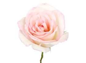 Sweetheart Roses Light Pink