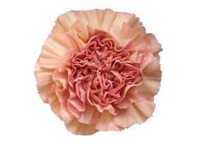 Carnation Lege Creola 