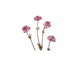 Astrantia Purple