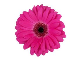 Gerbera Daisy — hot pink