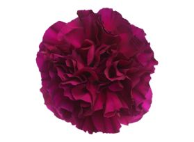 Merleto Green Carnations – Unique Green Wholesale Carnations in Bulk for Weddings & Florists