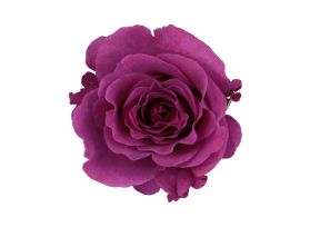 Garden Rose Mamy Blue