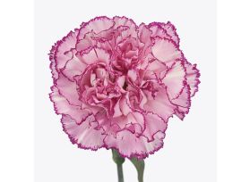 Carnation Boheme