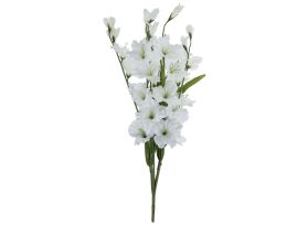 Gladioulus — white