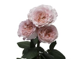 Garden Rose Augusta Louise
