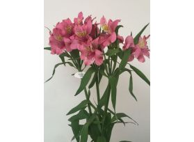 Alstroemeria Hot Pink