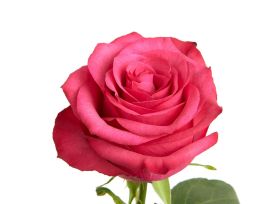 Hot Pink Rose Lola