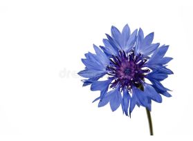 Corn Flowers