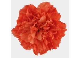 Carnation Dark Orange